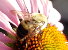 Bombus griseocollis