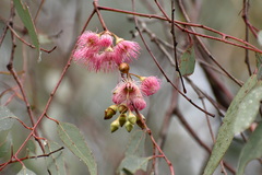 Eucalyptus sideroxylon sideroxylon
