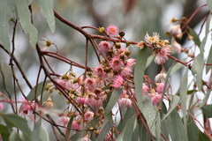 Eucalyptus sideroxylon sideroxylon