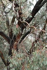 Eucalyptus sideroxylon sideroxylon