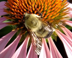 Bombus griseocollis