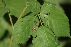 Synanthedon bibionipennis