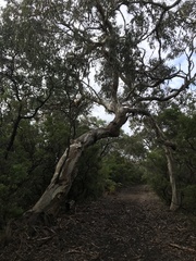 Eucalyptus leucoxylon megalocarpa