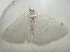 Lomographa bimaculata