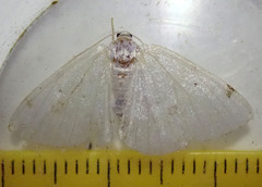 Lomographa bimaculata