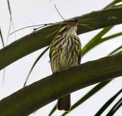 Myiodynastes maculatus