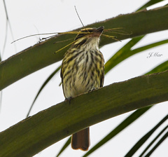 Myiodynastes maculatus