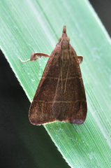 Parachma lequettealis