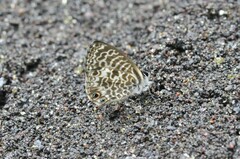 Leptotes pirithous