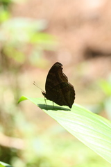 Junonia iphita