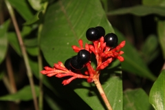 Rauvolfia serpentina