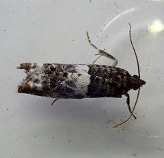 Notocelia trimaculana