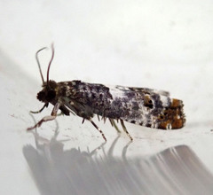 Notocelia trimaculana