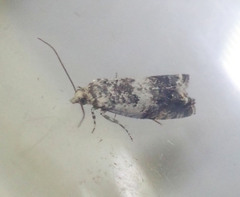 Epinotia subocellana