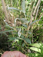 Salix lapponum