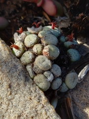 Conophytum truncatum