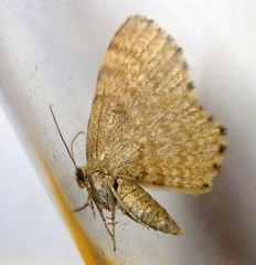 Euchoeca nebulata