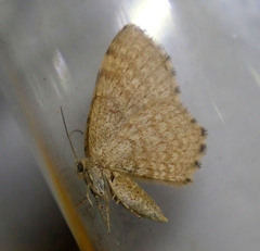 Euchoeca nebulata