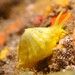 Tylodina rafinesquii - Photo (c) Dennis Rabeling,  זכויות יוצרים חלקיות (CC BY-NC-ND), uploaded by Dennis Rabeling