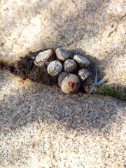 Conophytum truncatum