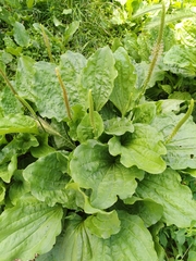 Plantago major