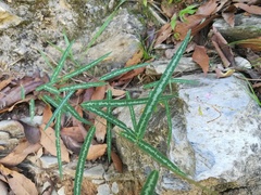 Desmodium psilophyllum