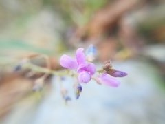Desmodium psilophyllum