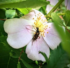 Cortodera longicornis