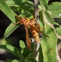 Polistes apachus texanus
