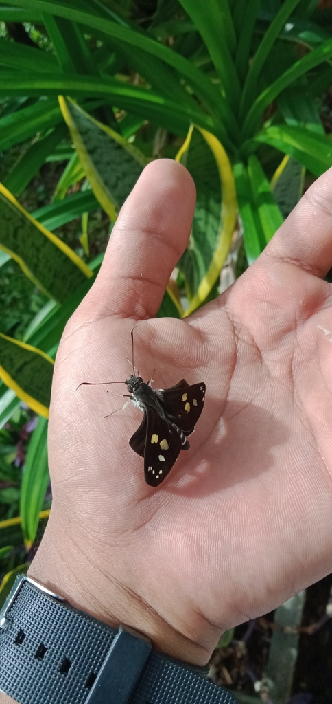 Hoary Palmer (Unkana ambasa)