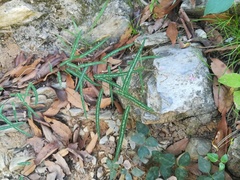 Desmodium psilophyllum