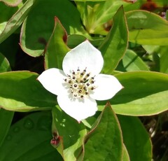 Cornus canadensis