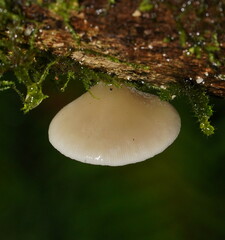 Conchomyces bursiformis