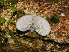 Conchomyces bursiformis