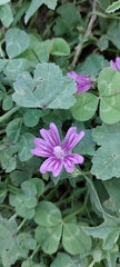 Malva sylvestris