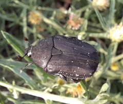 Protaetia morio