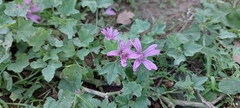 Malva sylvestris