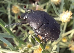 Protaetia morio