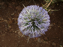 Echinops adenocaulos