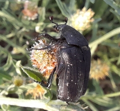 Protaetia morio