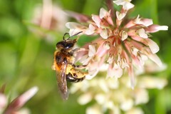 Andrena dorsata