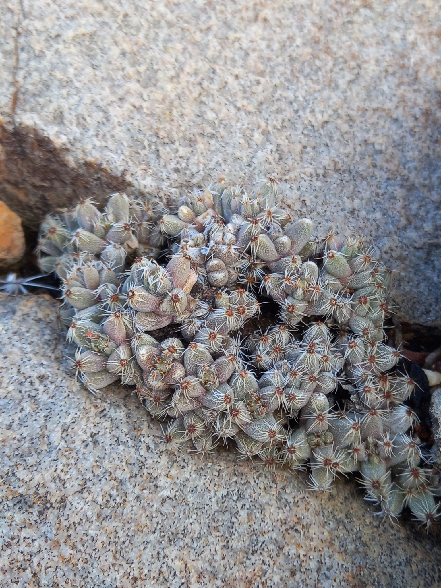 Trichodiadema marlothii L. Bolus