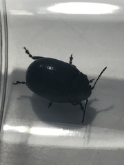 Chrysolina oricalcia