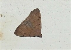 Zanclognatha protumnusalis