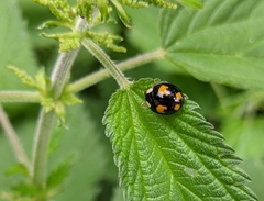 Harmonia axyridis