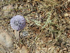 Echinops adenocaulos