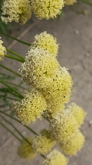Santolina chamaecyparissus
