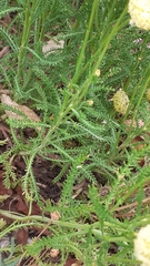 Santolina chamaecyparissus