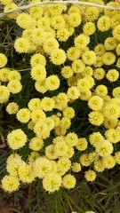 Santolina chamaecyparissus