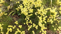 Santolina chamaecyparissus